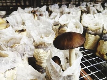 Close-up of mushrooms for sale