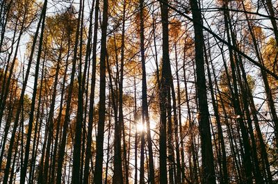 Low angle view of pine trees in forest against sky