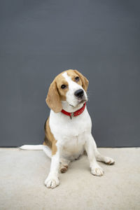 Portrait of dog sitting on floor against gray background