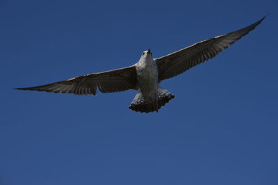 Low angle view of eagle flying against clear blue sky