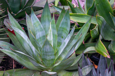 High angle view of succulent plant on field