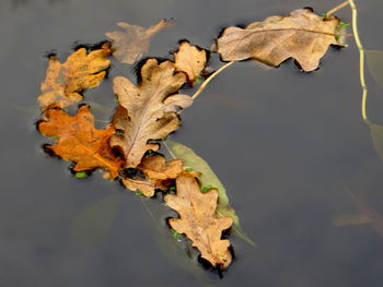 Close-up of leaves