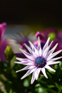 Close-up of purple flower