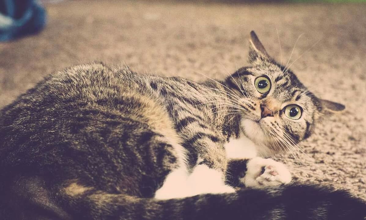 animal themes, one animal, animals in the wild, wildlife, mammal, focus on foreground, close-up, relaxation, portrait, whisker, animal head, resting, looking at camera, day, nature, no people, young animal, outdoors, feline