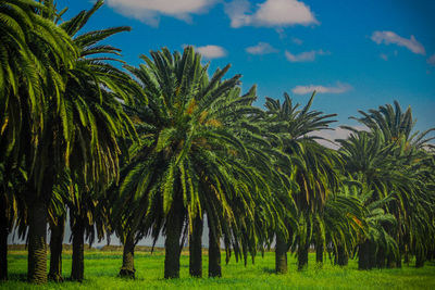 Palm trees on field against sky