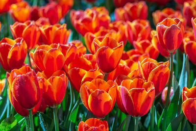 Close-up of red tulips in field