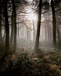 Trees in forest