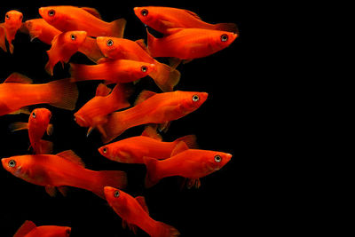 Close-up of fish swimming in sea