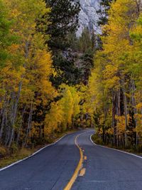 Road amidst trees in forest during autumn