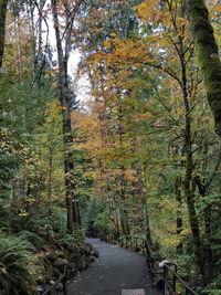 Trees in autumn