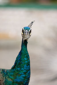 Blue peacock close up