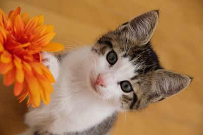 Close-up portrait of cat