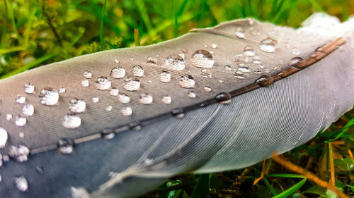 Close-up of water drops on leaf