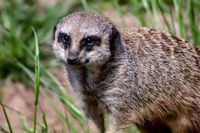 Close-up of an animal