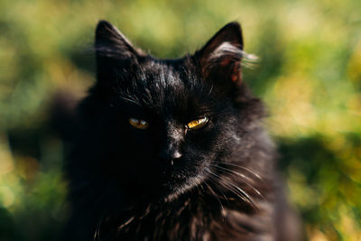 Black cat breeds. national black cat day. cute black cat with golden eyes on nature background
