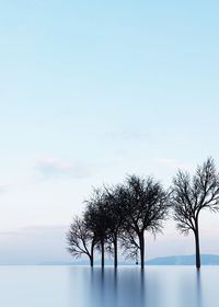 Bare tree against sky