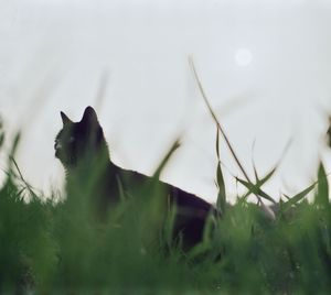 animal