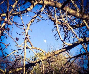 Low angle view of bare trees against blue sky