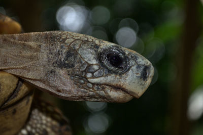 Close-up of lizard