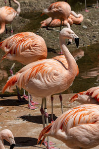 A captive chilean flamingo, phoenicopterus chilensis. a large flamingo native to south america.