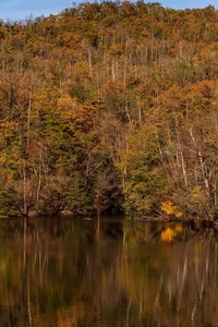 Scenic view of lake by trees in forest