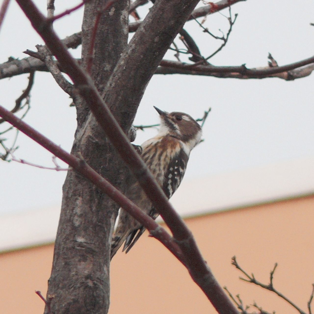 Pigmy woodpecker