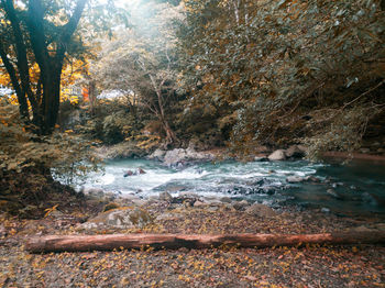 Scenic view of river stream in forest