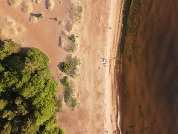 High angle view of trees on land