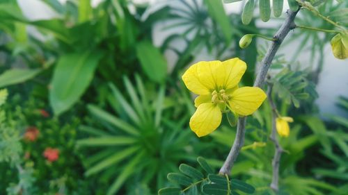 Close-up of yellow flowers blooming outdoors