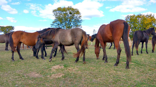 Horses on a field