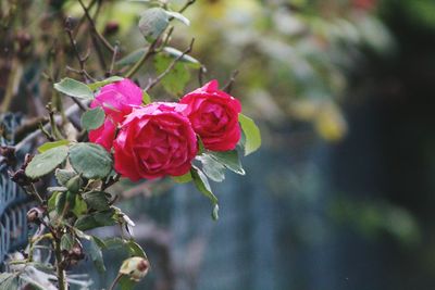 Close-up of pink rose