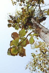 Low angle view of tree against sky