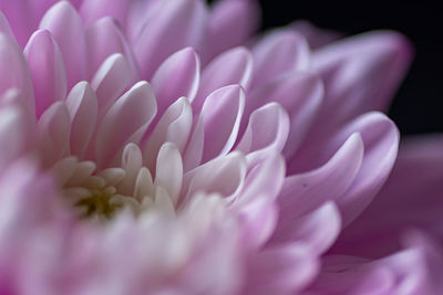 Close-up of pink dahlia