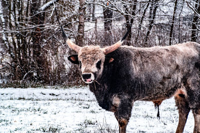 Portrait of horse standing in snow