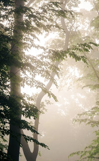 Low angle view of sunlight streaming through tree