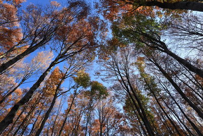 Low angle view of trees against sky