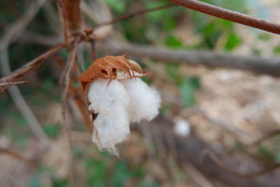 Close-up of dry leaf on twig