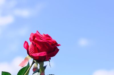 Close-up of red rose against blue sky