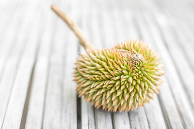 Close-up of flower growing on table