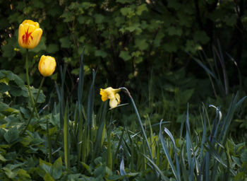 Close-up of yellow flowers blooming on field