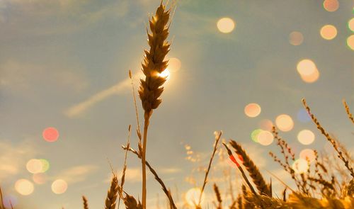 Close-up of plants against sky during sunset