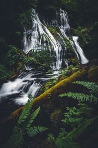 Scenic view of waterfall in forest