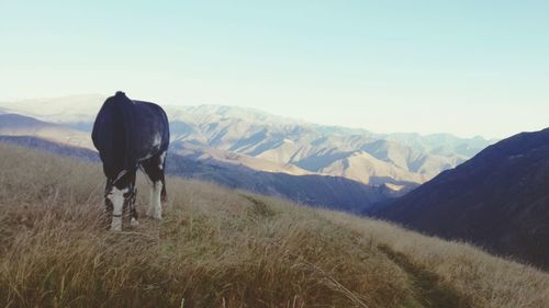 Horse grazing on field against mountains