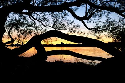 Silhouette of tree at sunset