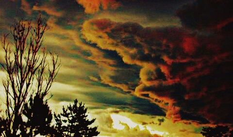 Low angle view of trees against cloudy sky