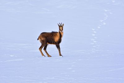 Deer standing on snow covered land