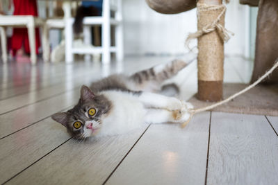 Portrait of cat lying on hardwood floor