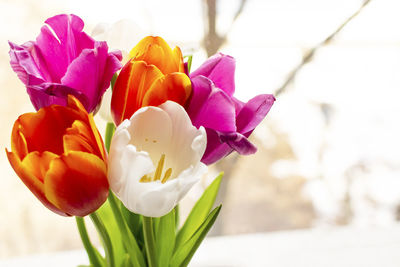 Close-up of pink tulip flowers in vase