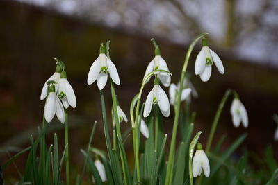 Close-up of white flowering plant