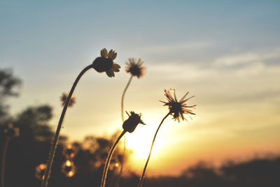 Close-up of silhouette plants against sky during sunset